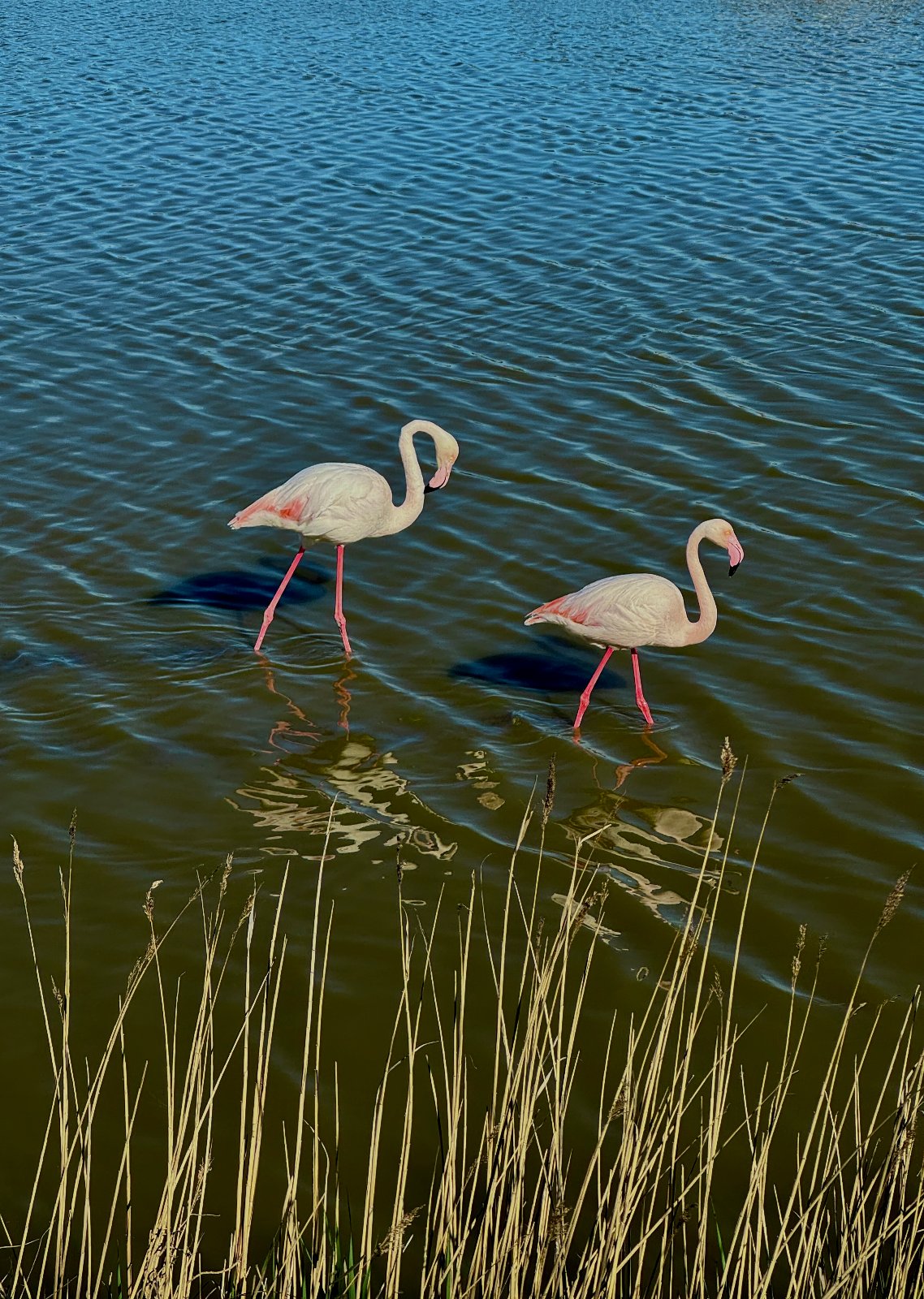 Flamants Roses - Pink Flamingos!