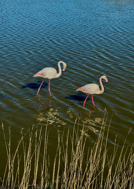Flamants Roses - Pink Flamingos!